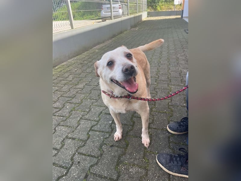 LAIKA-bezauberndes, sanftes Trennungskind sucht neue Familie