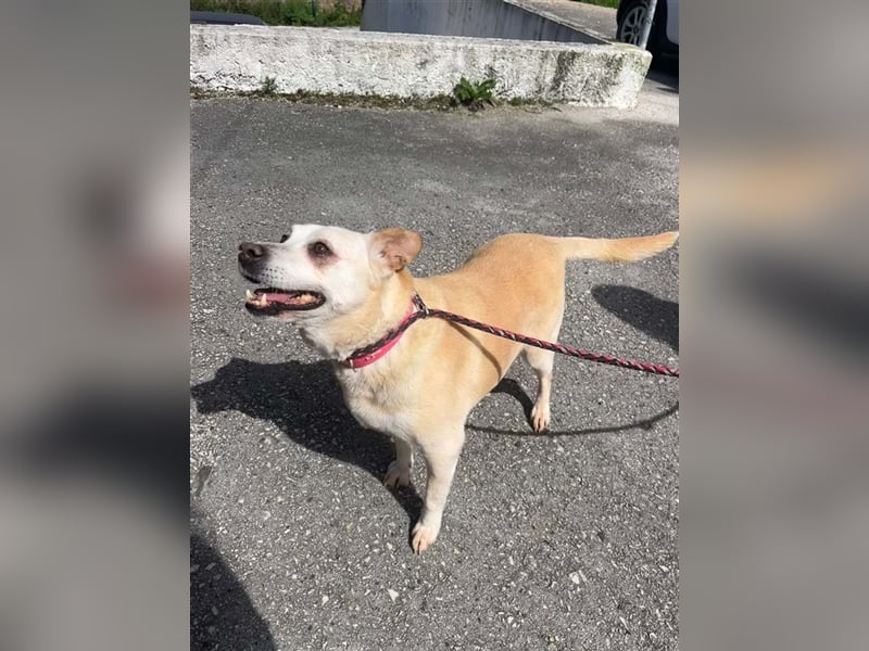 LAIKA-bezauberndes, sanftes Trennungskind sucht neue Familie
