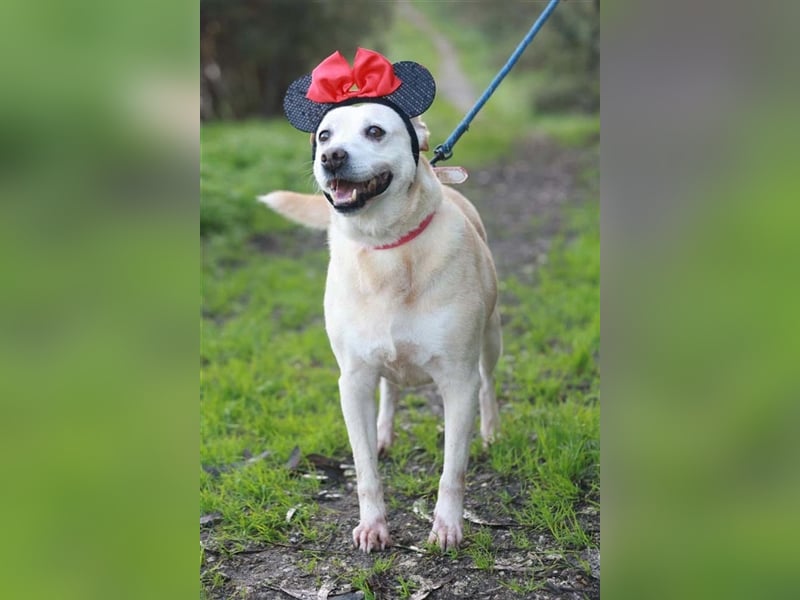 LAIKA-bezauberndes, sanftes Trennungskind sucht neue Familie