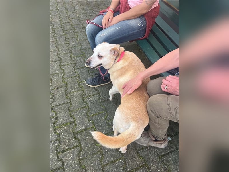 LAIKA-bezauberndes, sanftes Trennungskind sucht neue Familie