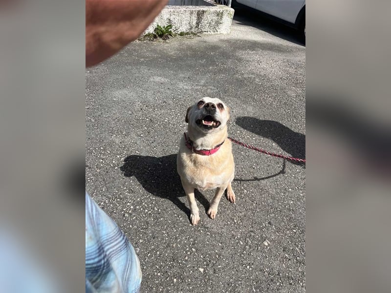 LAIKA-bezauberndes, sanftes Trennungskind sucht neue Familie