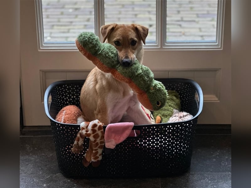 Lexie - Unser liebevolles Energiebündel und Kuschelmonster