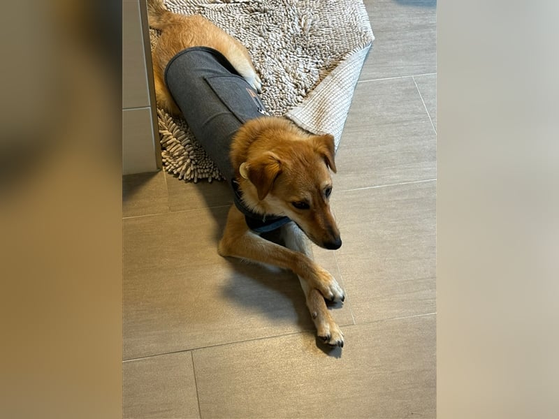 Lexie - Unser liebevolles Energiebündel und Kuschelmonster