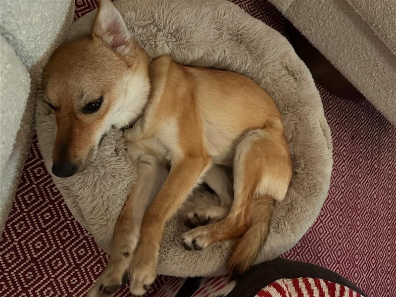 Lexie - Unser liebevolles Energiebündel und Kuschelmonster