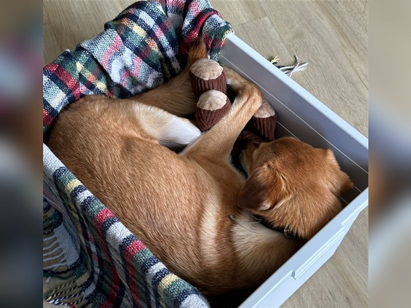 Lexie - Unser liebevolles Energiebündel und Kuschelmonster
