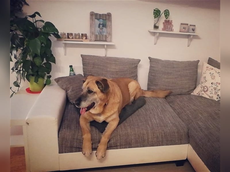 Neula
