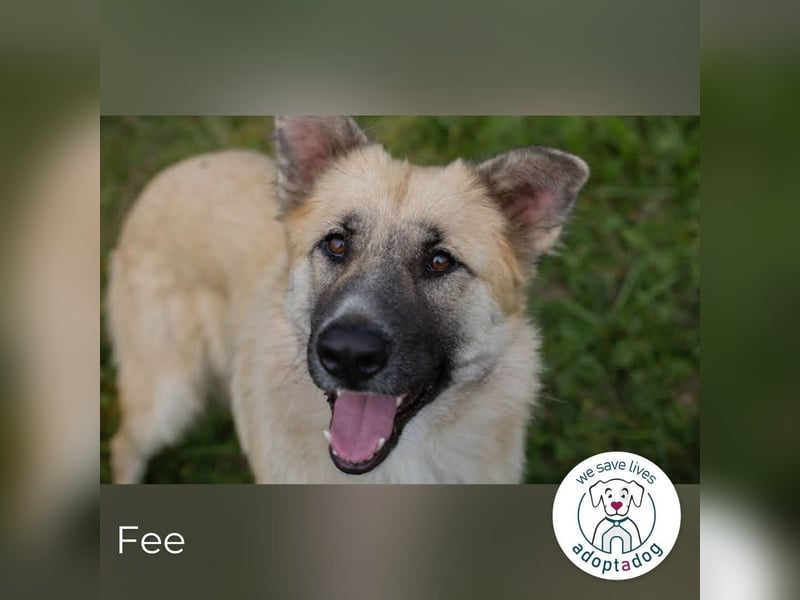 Fee: anhängliche Schönheit