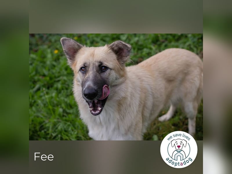 Fee: anhängliche Schönheit