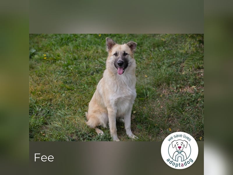 Fee: anhängliche Schönheit