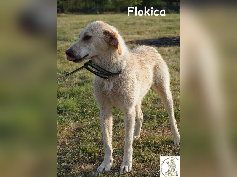 Flokica – Die perfekte Begleiterin für alle Lebenslagen!