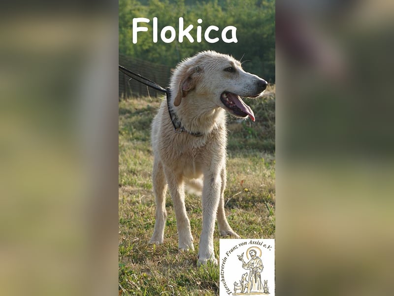 Flokica – Die perfekte Begleiterin für alle Lebenslagen!