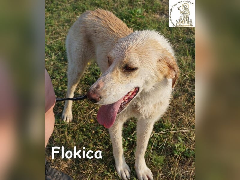 Flokica – Die perfekte Begleiterin für alle Lebenslagen!