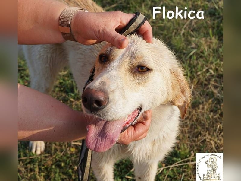 Flokica – Die perfekte Begleiterin für alle Lebenslagen!