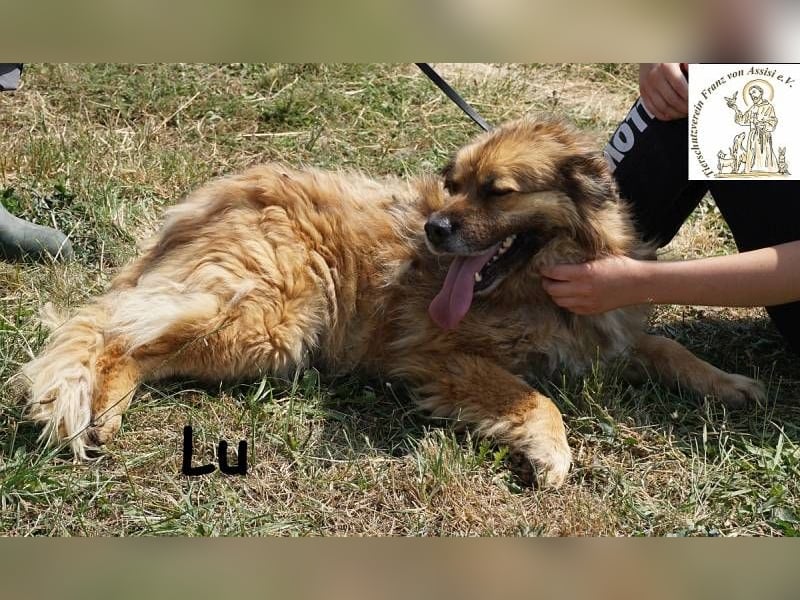 Lu – Süß wie Karamell und verrückt nach Kuscheleinheiten
