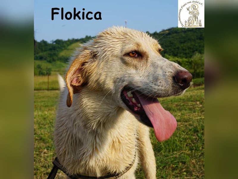 Flokica – Die perfekte Begleiterin für alle Lebenslagen!