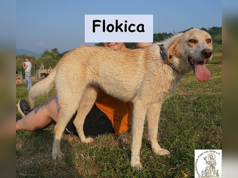 Flokica – Die perfekte Begleiterin für alle Lebenslagen!