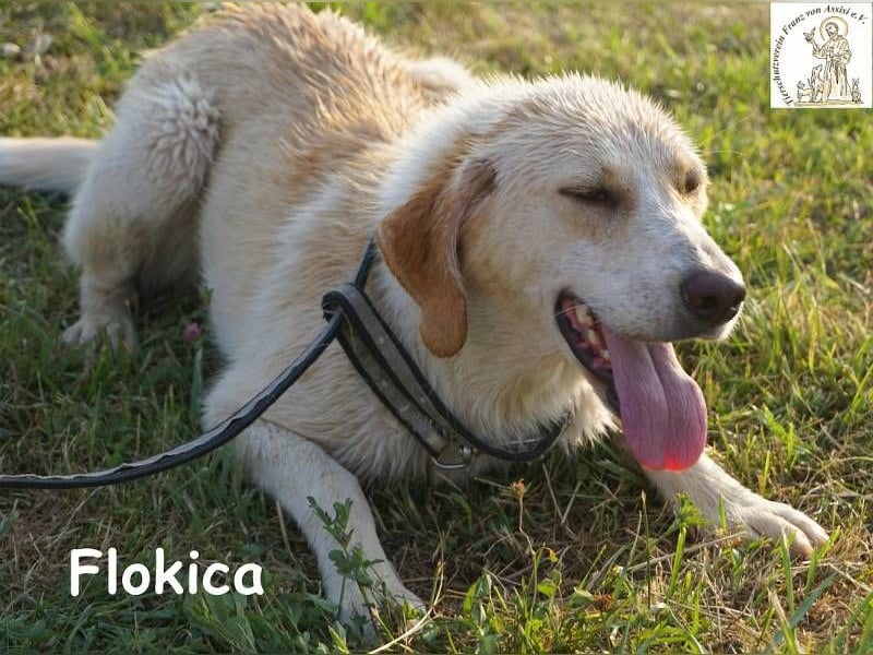 Flokica – Die perfekte Begleiterin für alle Lebenslagen!