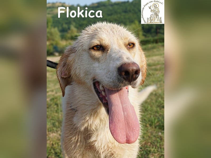 Flokica – Die perfekte Begleiterin für alle Lebenslagen!