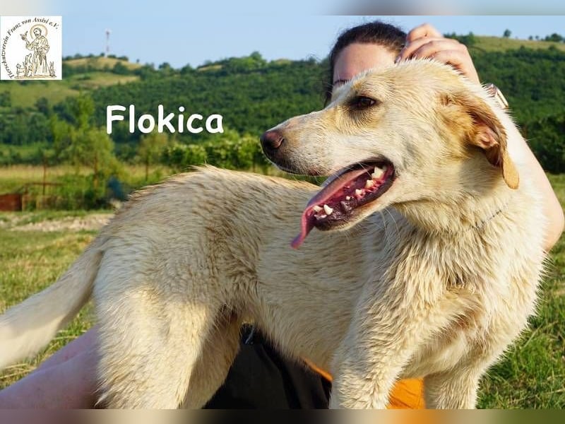 Flokica – Die perfekte Begleiterin für alle Lebenslagen!