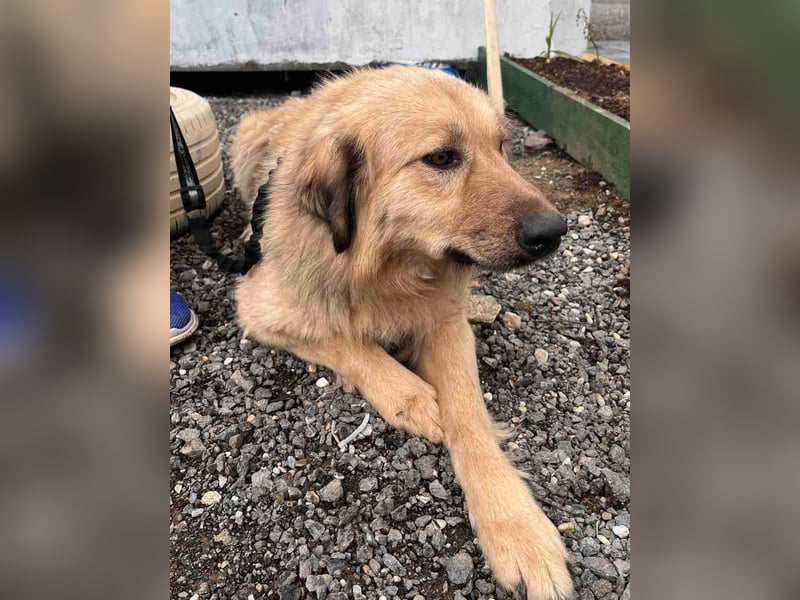 GRINNY, Hündin, 5 Jahre, 55cm, Mischling, Tierschutz