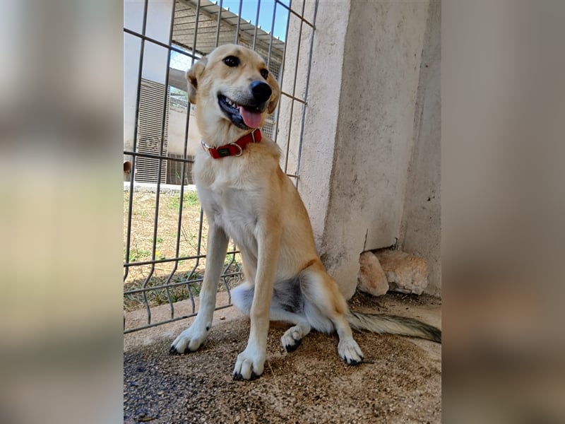 Rosa sucht ein Zuhause