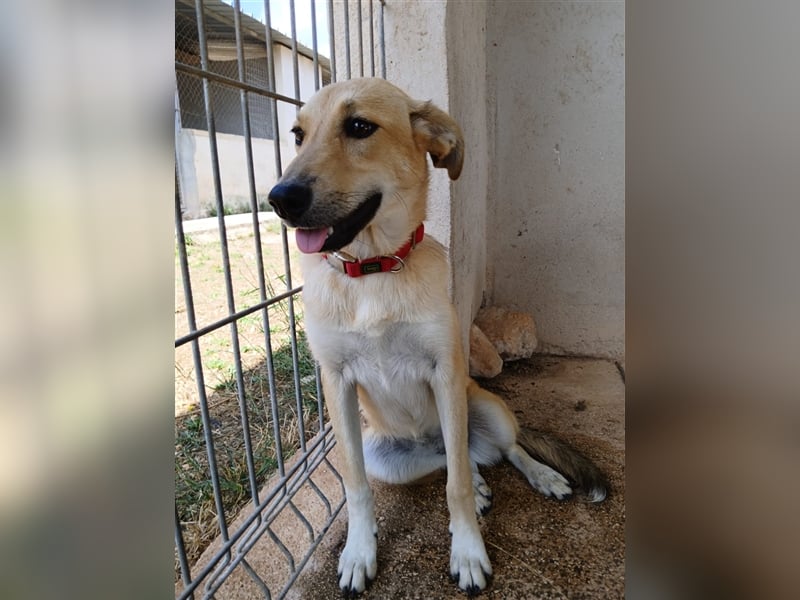 Rosa sucht ein Zuhause