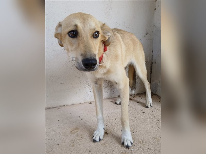 Rosa sucht ein Zuhause