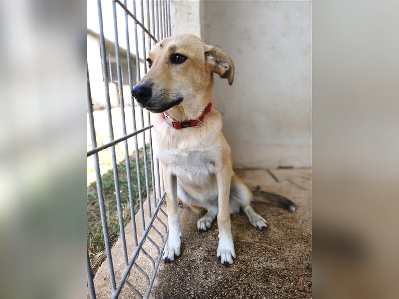 Rosa sucht ein Zuhause