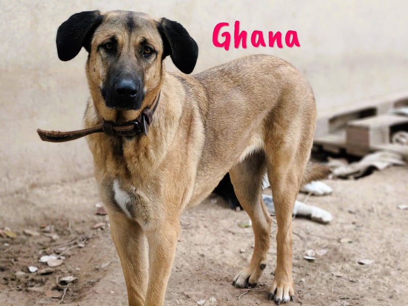 Ghana 10/2023 (ESP) - liebevolle, menschenbezogene und friedvolle wunderschöne Hündin!