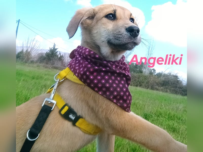 Angeliki 12/2024 (GRC) - freundliche, verspielte und ausgeglichene Welpin!