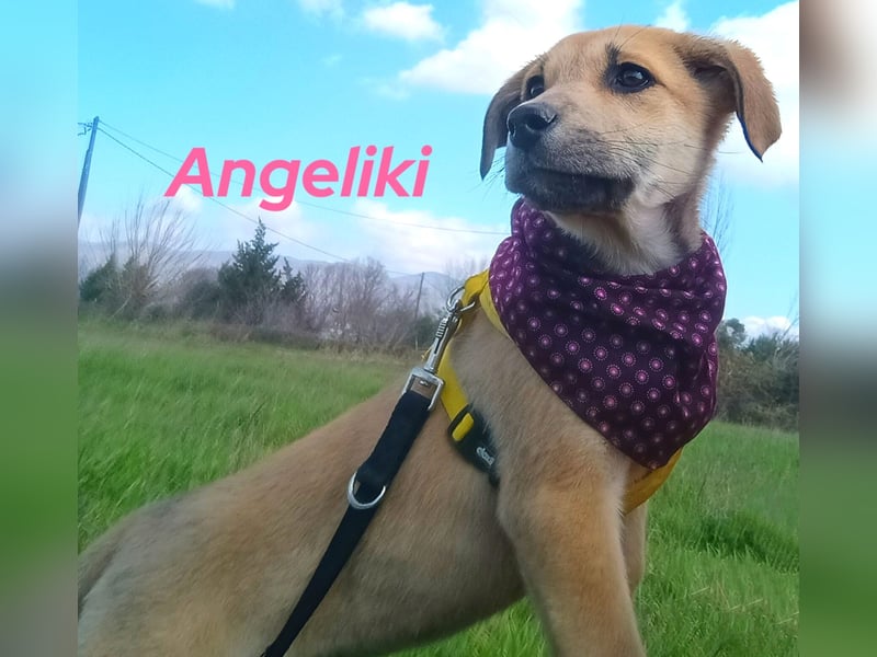 Angeliki 12/2024 (GRC) - freundliche, verspielte und ausgeglichene Welpin!