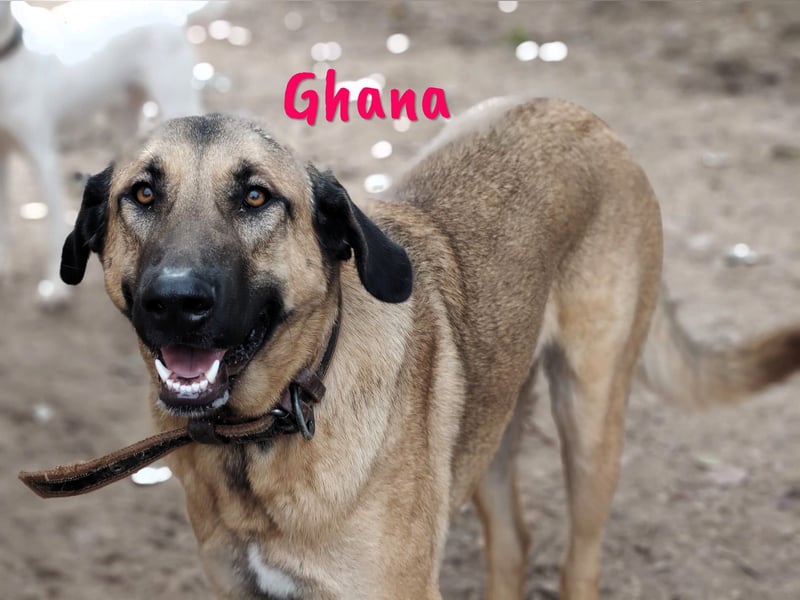 Ghana 10/2023 (ESP) - liebevolle, menschenbezogene und friedvolle wunderschöne Hündin!