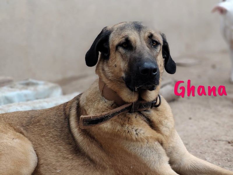 Ghana 10/2023 (ESP) - liebevolle, menschenbezogene und friedvolle wunderschöne Hündin!