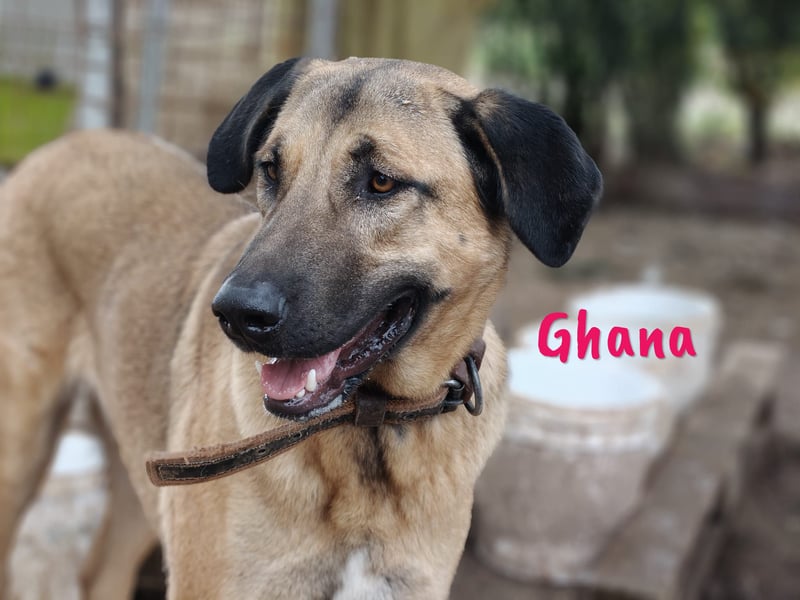 Ghana 10/2023 (ESP) - liebevolle, menschenbezogene und friedvolle wunderschöne Hündin!