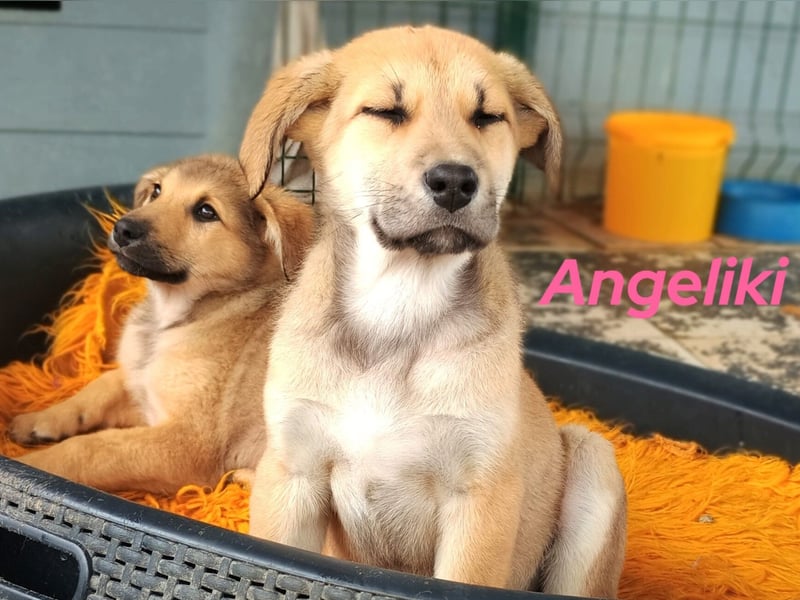 Angeliki 12/2024 (GRC) - freundliche, verspielte und ausgeglichene Welpin!