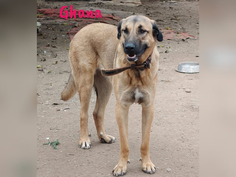 Ghana 10/2023 (ESP) - liebevolle, menschenbezogene und friedvolle wunderschöne Hündin!