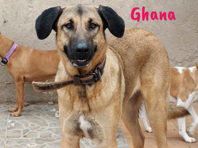 Ghana 10/2023 (ESP) - liebevolle, menschenbezogene und friedvolle wunderschöne Hündin!