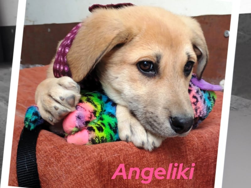 Angeliki 12/2024 (GRC) - freundliche, verspielte und ausgeglichene Welpin!