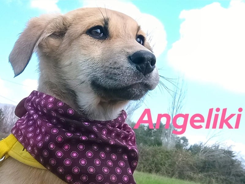 Angeliki 12/2024 (GRC) - freundliche, verspielte und ausgeglichene Welpin!