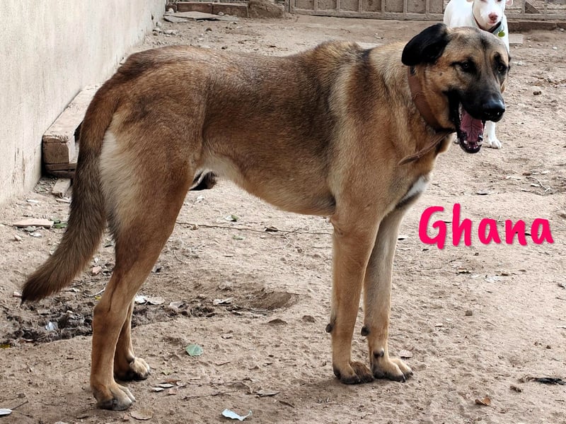 Ghana 10/2023 (ESP) - liebevolle, menschenbezogene und friedvolle wunderschöne Hündin!