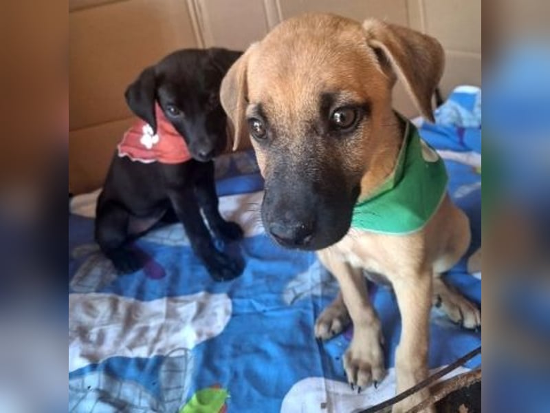 Erica - kleine Schmusebacke sucht Familie