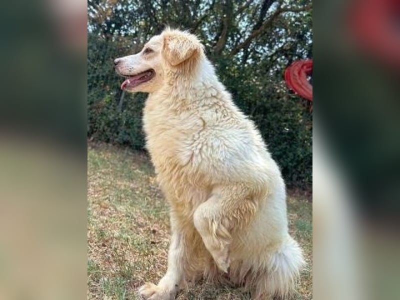 Eleanor - freundliche Herzenshündin sucht ihr Glück