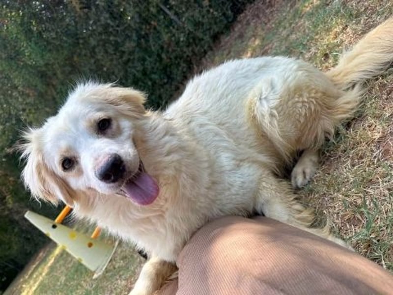 Eleanor - freundliche Herzenshündin sucht ihr Glück