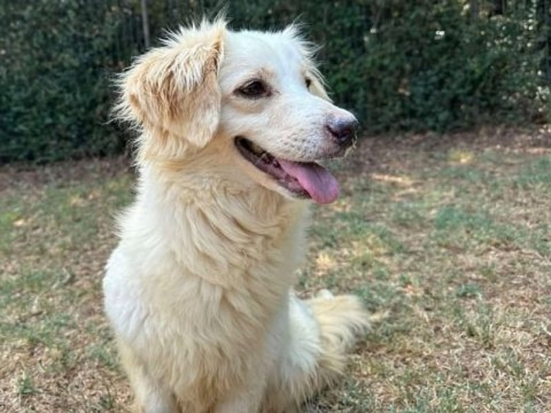 Eleanor - freundliche Herzenshündin sucht ihr Glück