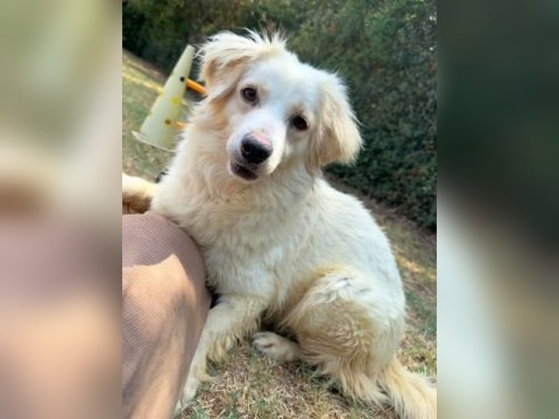 Eleanor - freundliche Herzenshündin sucht ihr Glück