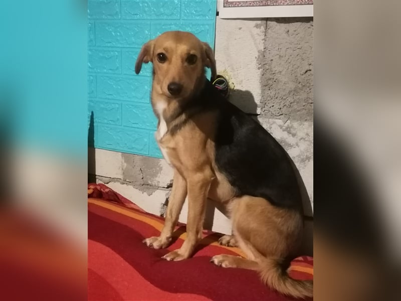 Paloma