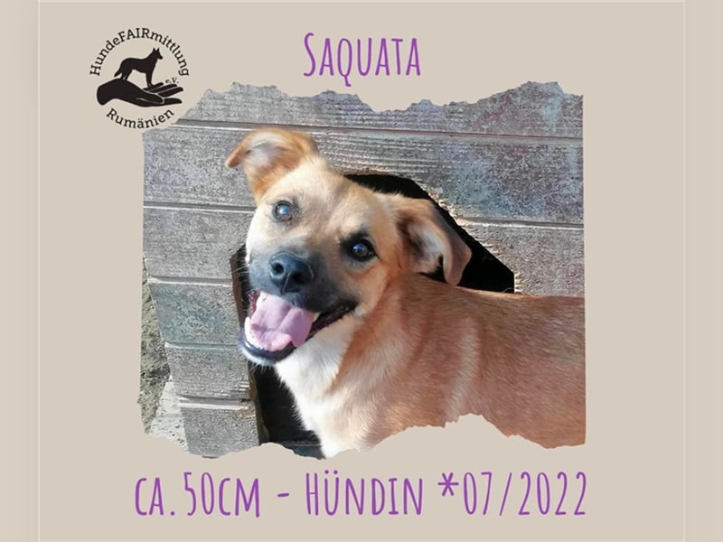 Saquata