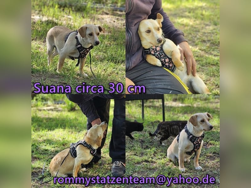 Suana ist freundlich und sanft