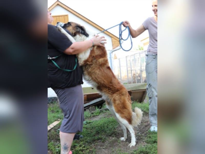 Bodza liebes Riesenbaby sucht