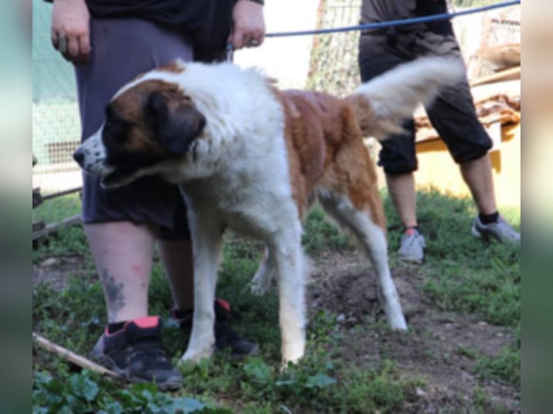 Bodza liebes Riesenbaby sucht